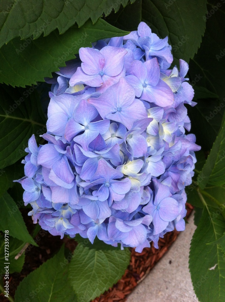 Obraz premium Blue, Purple, and Yellow Hydrangea. Colorful Hydrangeas. Summer Flowers. Garden Flowers. Light Blue and Soft Yellow. Hydrangea in Bloom. Elegant Botanical. Close up Florals. Fresh Flowers.