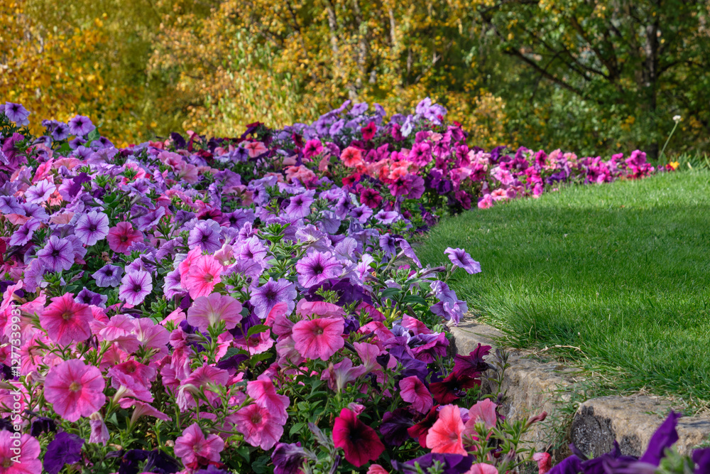 Obraz premium Colourful petunia flower bed in the Botanical Garden - Hobart, Tasmania, Australia