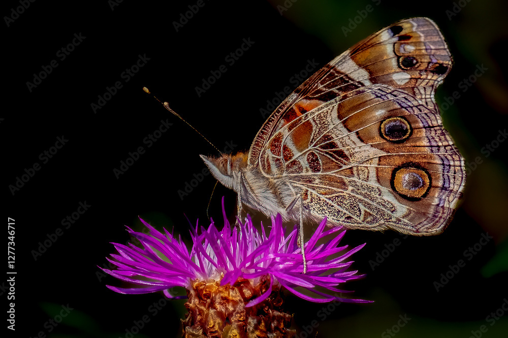 An American Lady butterfly perched on a wildflower blossom.