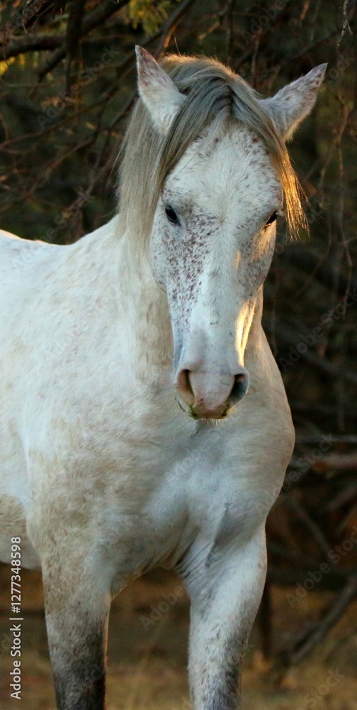Portrait of a Wild Stallion Portrait of a Wild Stallion