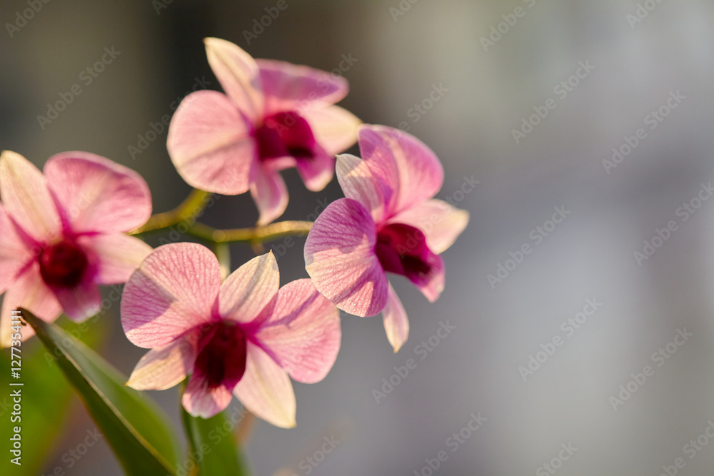 Close-up view of pink orchid flower blooming in sunlight morning Close-up view of pink orchid flower blooming in sunlight morning