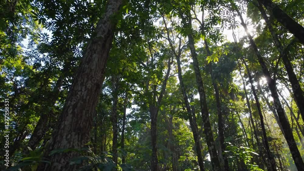 Slow Motion of a Tropical Rainforest with Towering Trees – Lush Green Canopy, Sunlight Filtering Through Dense Foliage, and Mist Rising in a Serene, Vibrant Ecosystem. Perfect for Nature, Wildlife Slow Motion of a Tropical Rainforest with Towering Trees – Lush Green Canopy, Sunlight Filtering Through Dense Foliage, and Mist Rising in a Serene, Vibrant Ecosystem. Perfect for Nature, Wildlife