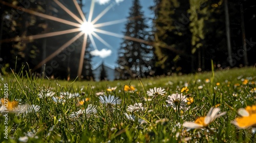Sunny Spring Meadow  Wildflowers  Daisies  Grass  Sunlight  Nature