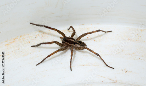 Hogna radiata is a species of wolf spider. A male insect with seven legs.