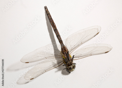 The migrant hawker (Aeshna mixta) is one of the smaller species of hawker dragonflies. photo