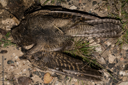 The common cuckoo, European, Eurasian (Cuculus canorus) is a member of the cuckoo order of birds, Cuculiformes. Juvenile bird - female. Dead bird. Death from the car. photo