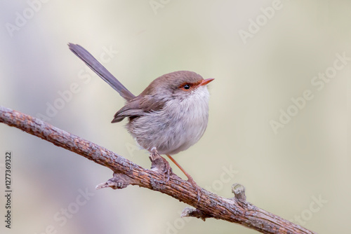 Female Superb Fairywren on a Perch