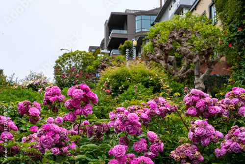 Famous Lombard Street in San Francisco with nice flowers