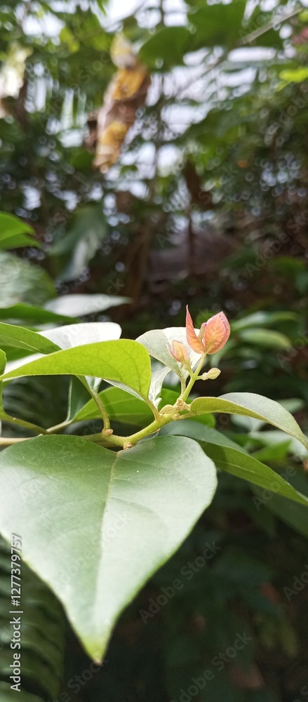 Fototapeta premium frog on a flower