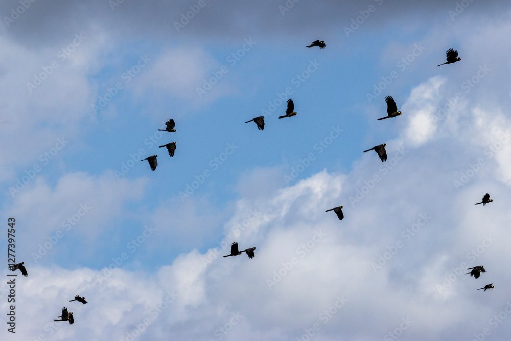 Australian Yellow-tailed Black Cockatoo flock in flight Australian Yellow-tailed Black Cockatoo flock in flight