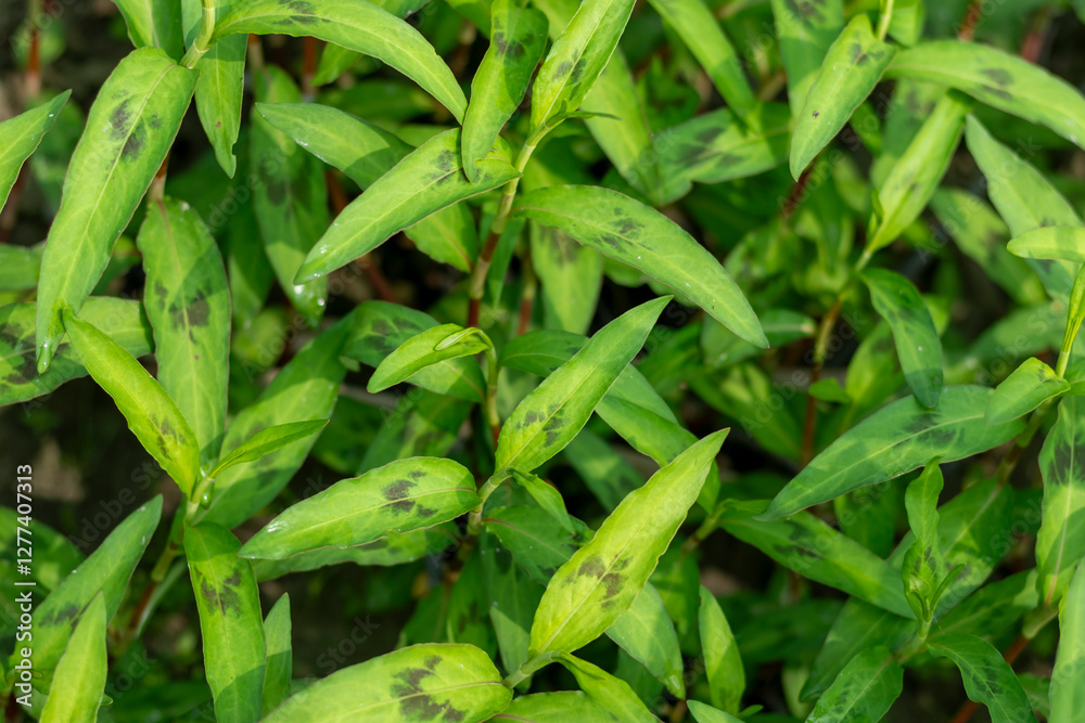 It is a troublesome weed in cultivated fields and garden It is a troublesome weed in cultivated fields and garden