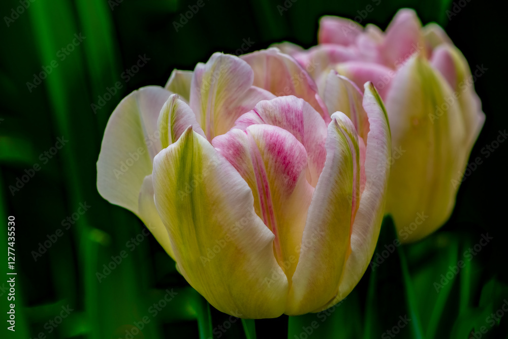 Pink and white tulip blossoms.