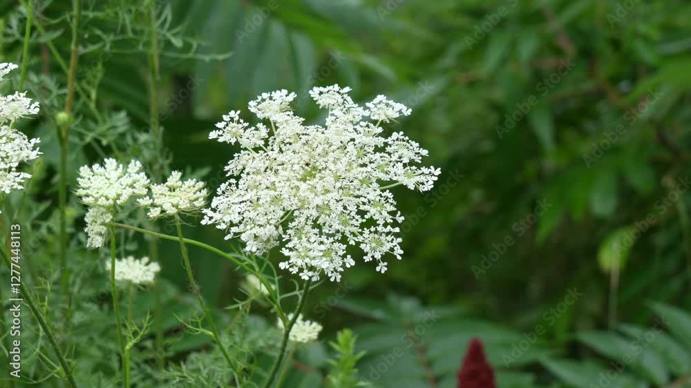 A few sprigs of queen anns lace blowing in the slight breeze. A few sprigs of queen anns lace blowing in the slight breeze.