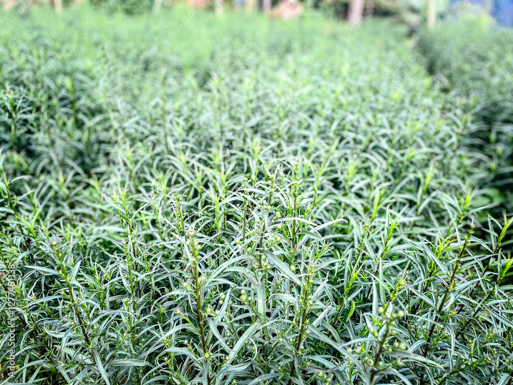 selective focus on rosemary plants in Bogor, Indonesia selective focus on rosemary plants in Bogor, Indonesia