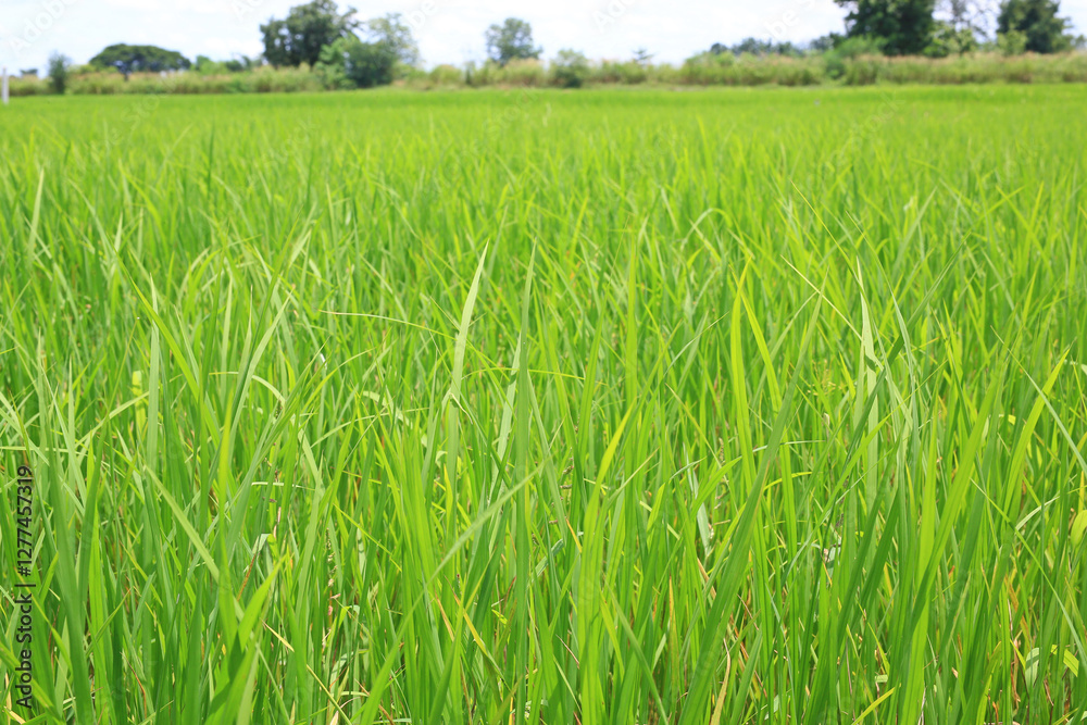 Agriculture green young rice field background in Thailand. Agriculture green young rice field background in Thailand.