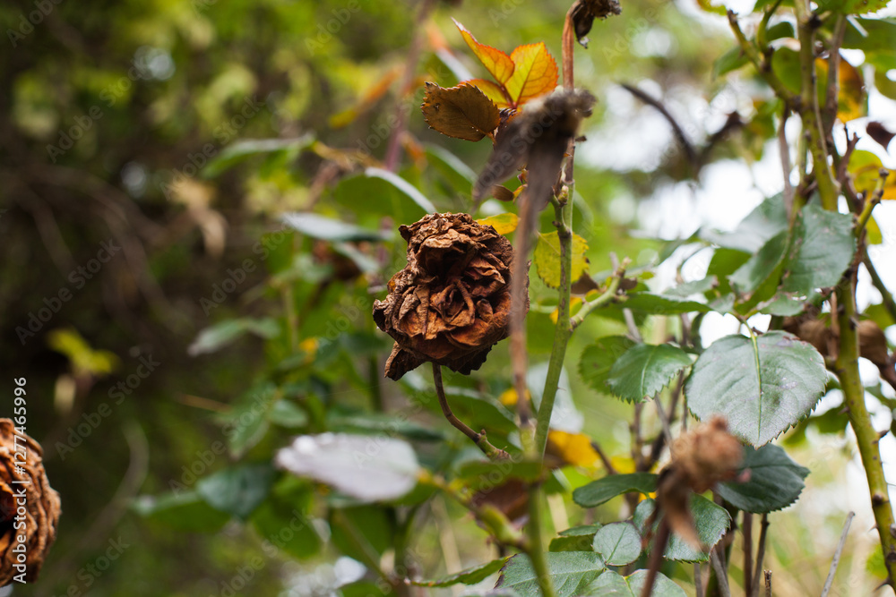 Obraz premium Photograph of dried and wilted roses in their natural habitat.