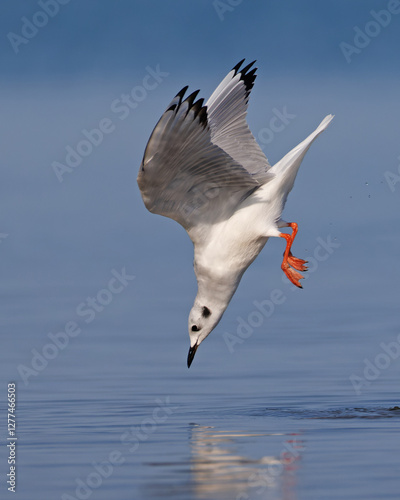 Bonaparte's Gull diving for food - Lake Huron, Ontario, Canada