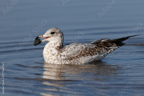 Ring-billed Gull (Larus delawarensis) - Pinery Provincial Park, ON
