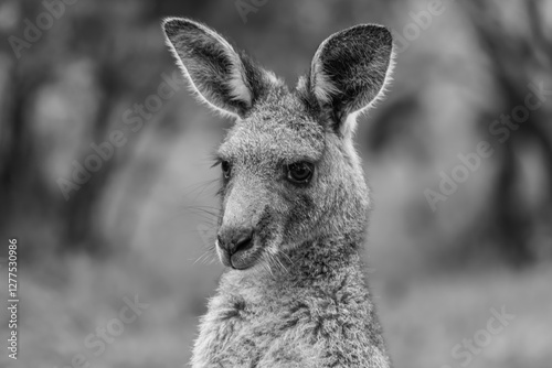 Eastern Grey Kangaroo portrait photo