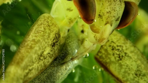 Juvenile Giant Water Bug (Lethocerus americanus) underwater, series 003, extreme macro close-up showing the stylet of the piercing and sucking mouthparts probing the tail end of the minnow. 