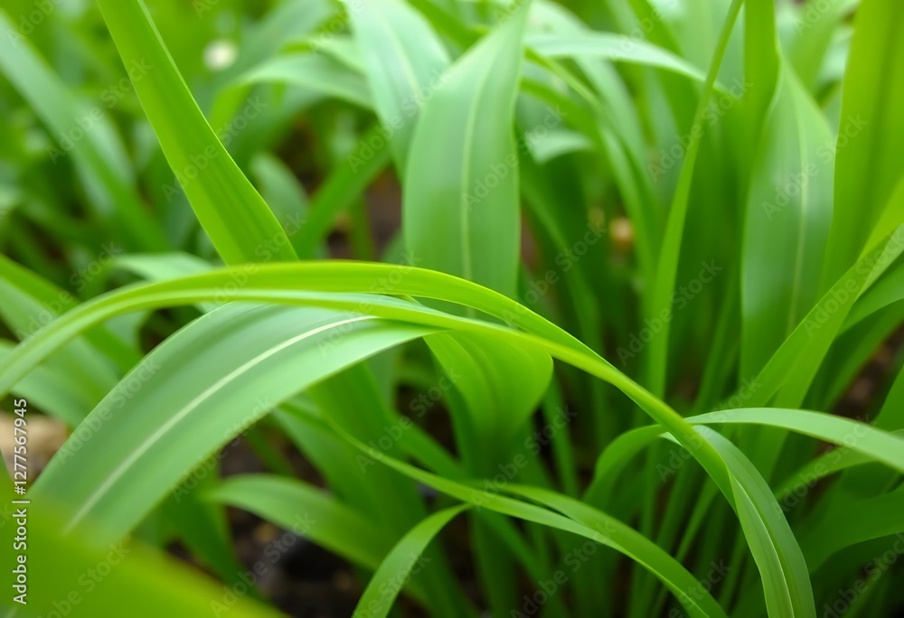 Green Grass Blades Growing in a Field of Vibrant Lushness Green Grass Blades Growing in a Field of Vibrant Lushness