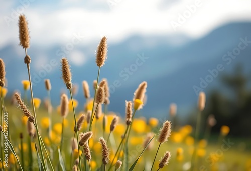 Golden Grass Meadow with Yellow Flowers and Distant Mountain Landscape