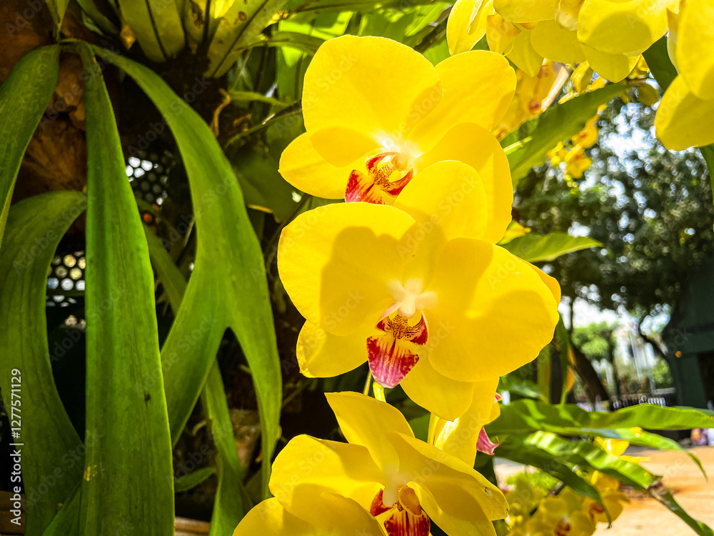 Fototapeta premium selective focus on the yellow moon orchid flower