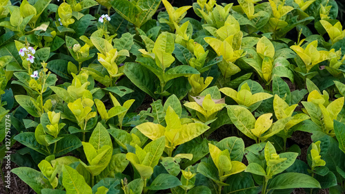 Closeup of Fresh Lush Green Leaves Known as Carruthers