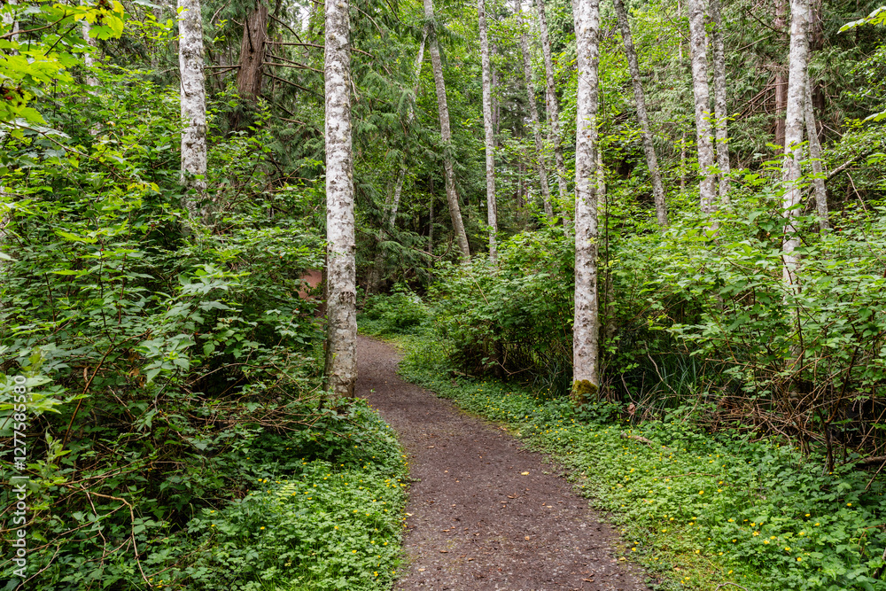 Fototapeta premium Coniferous forest on summer day narrow path between trees