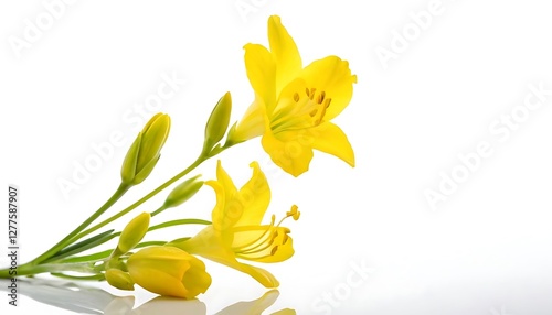 Wallpaper Mural Yellow Fuchsia Isolated on White Background. Beautiful Fuchsia Flower,flower, leaf, clip art, clipping path, colourful, colours, invitation, isolated on white, wedding, botanical,165 Torontodigital.ca