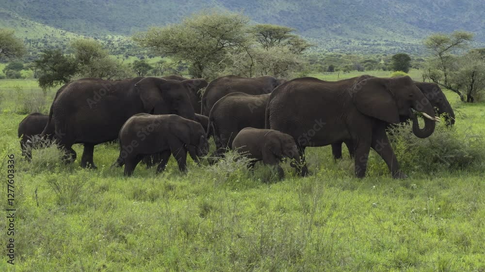 Giant elephants roam freely in the Serengeti, showing family bonding and peaceful wildlife Giant elephants roam freely in the Serengeti, showing family bonding and peaceful wildlife