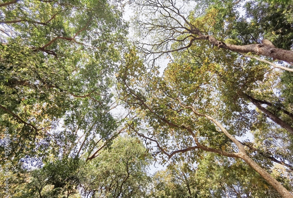 Fototapeta premium Landscape the big tree with nature background