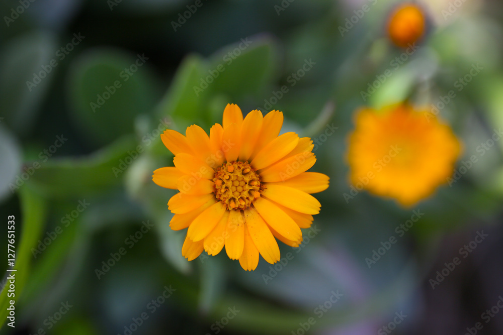 close up background of blooming calendula in a garden close up background of blooming calendula in a garden