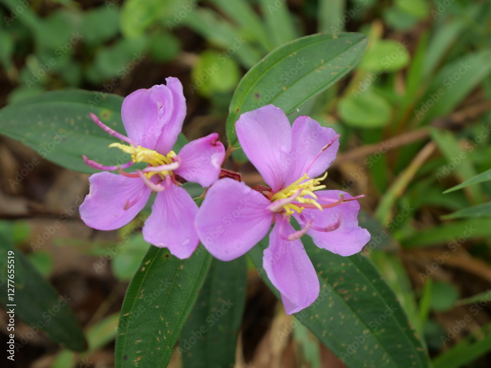 The pink flower is a delicate and vibrant blossom found in the wild, often growing in dense clusters. Its petals are soft, ranging in shades from light blush to a deeper, rich magenta. The flower emit The pink flower is a delicate and vibrant blossom found in the wild, often growing in dense clusters. Its petals are soft, ranging in shades from light blush to a deeper, rich magenta. The flower emit