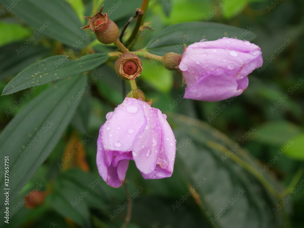 The pink flower is a delicate and vibrant blossom found in the wild, often growing in dense clusters. Its petals are soft, ranging in shades from light blush to a deeper, rich magenta. The flower emit The pink flower is a delicate and vibrant blossom found in the wild, often growing in dense clusters. Its petals are soft, ranging in shades from light blush to a deeper, rich magenta. The flower emit