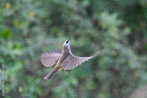 The bird is flapping its wings beautifully, Siberian Rubythroat
