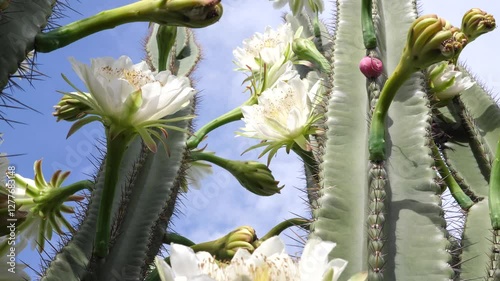 Beautiful white cactus flowers on cactus plant with sharp spines thorns with blue sky background.