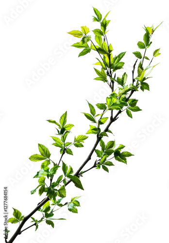 PNG Floral branch blossom flower plant.