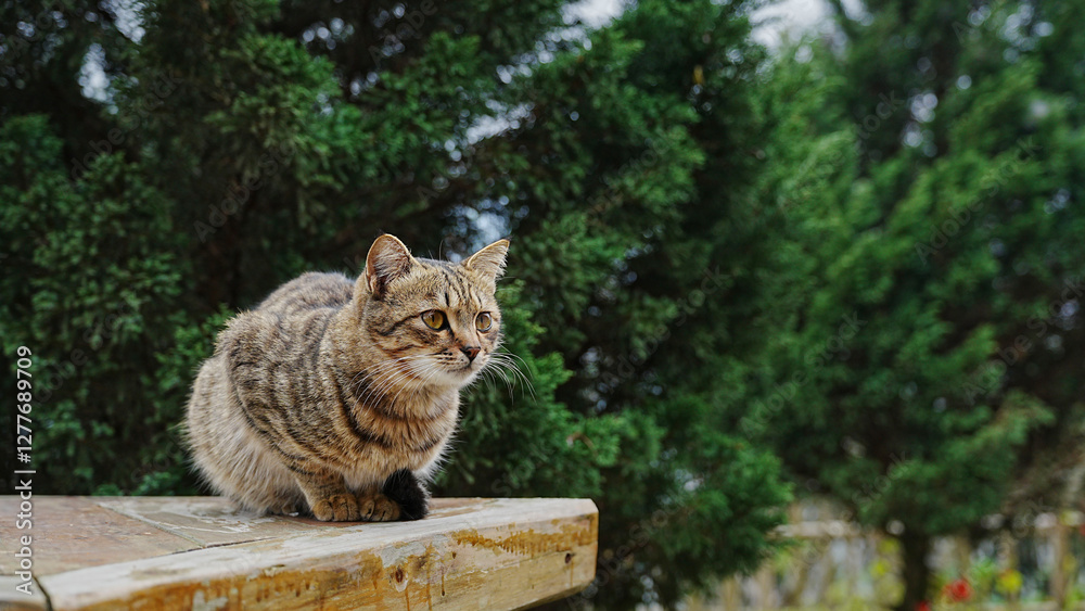 Obraz premium Portrait of a cat