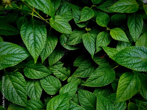 Deep leaf background, strobilanthes crispa 
 photo