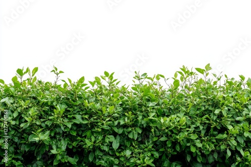 Lush Green Hedge on White Background - Vibrant green hedge isolated on a pure white backdrop, perfect for design projects needing natural elements