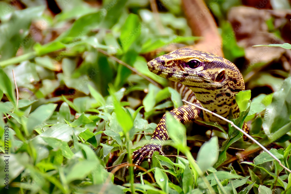 Monitor lizard on grass