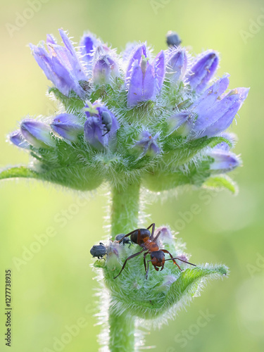 Campanula cervicaria, commonly known as Bristly Bellflower, and a wood ant, wild plant from Finland photo