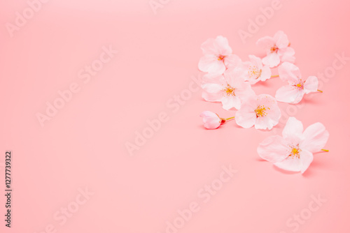 Cherry blossom isolated on pink background. Sign of spring. Copy space