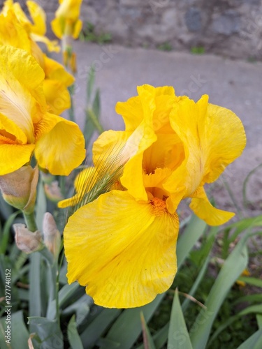 Blooming Yellow Iris