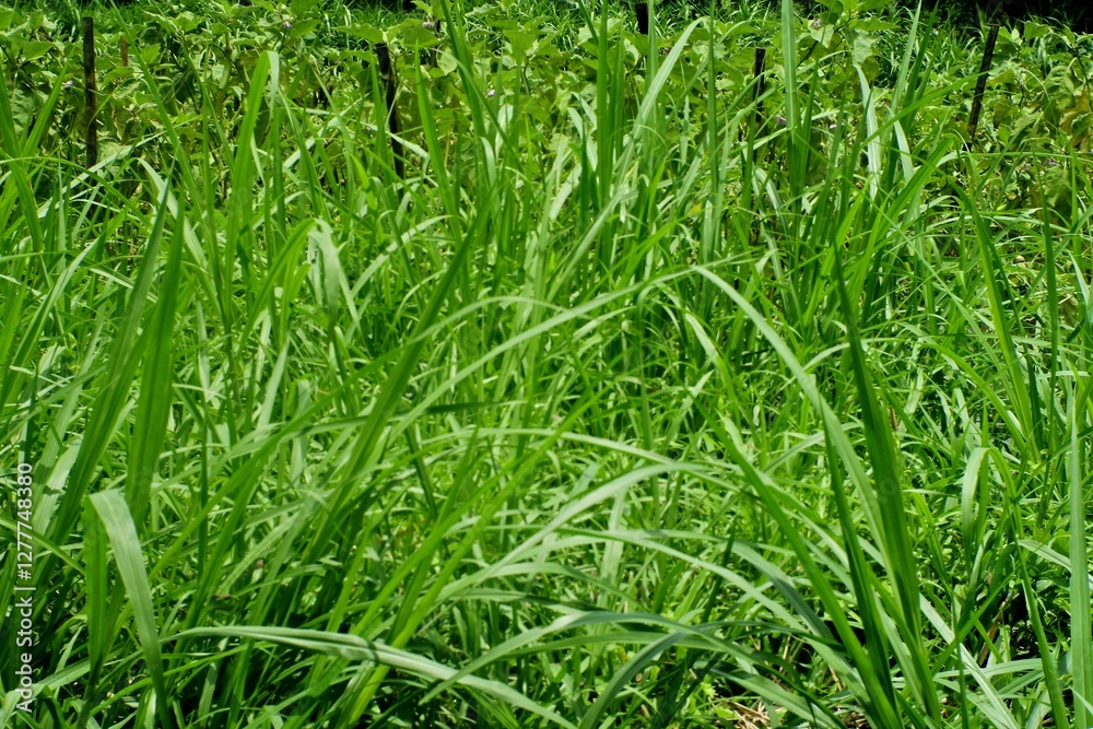 Obraz premium green grass background