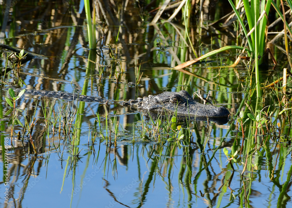 Alligator at Anahuac National Wildlife Refuge, Texas
