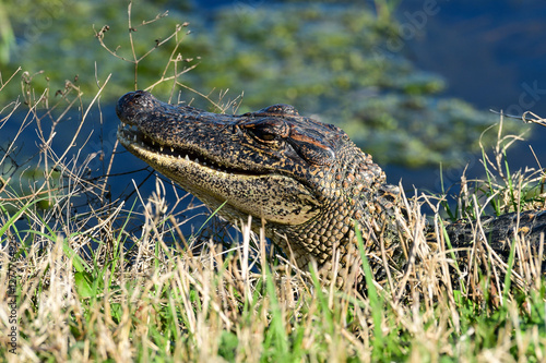 Obraz na płótnie Alligator at Anahuac National Wildlife Refuge, Texas w salonie