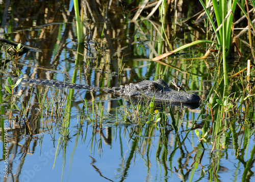 Obraz na płótnie Alligator at Anahuac National Wildlife Refuge, Texas w salonie