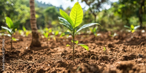 A community-developed reforestation project in a deforested area photo